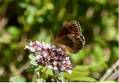 Erebia aethiops